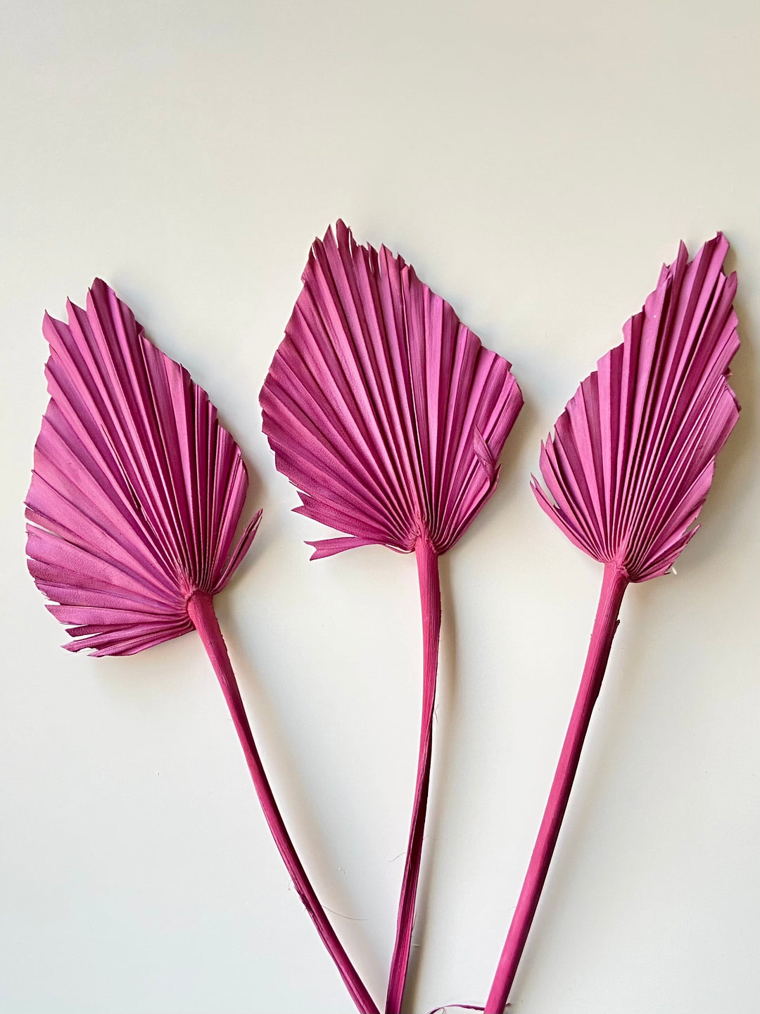 Palm spear - plum