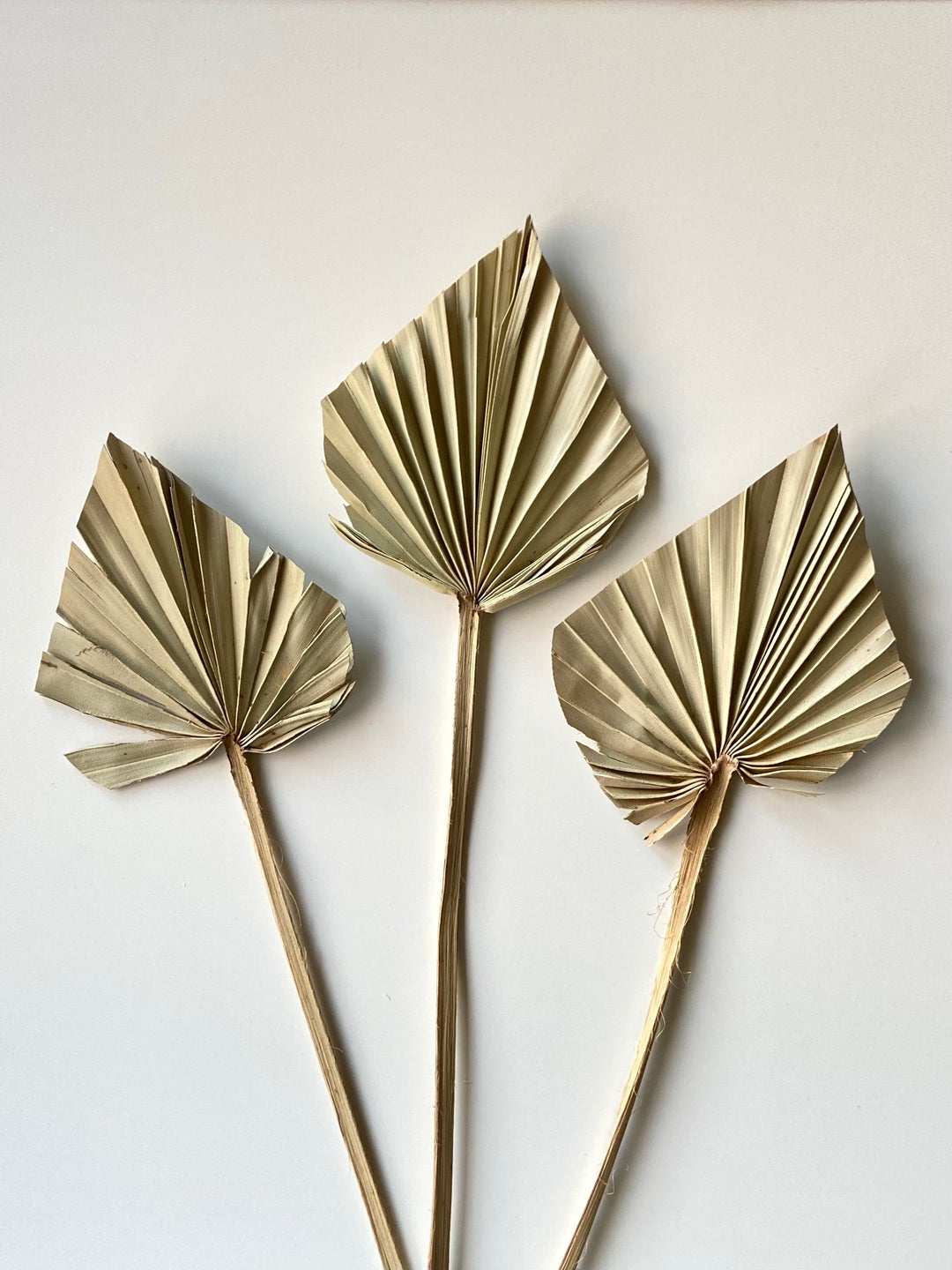 Palm spear - natural